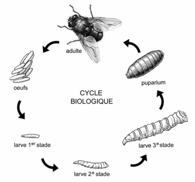 Exterminateur Mouche Extermination De Mouches ABPE