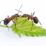 fourmis rousse
