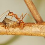 Les fourmis rousses travaillent