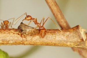Les fourmis rousses travaillent