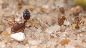 Extermination de fourmis odorantes-Tapinoma Sessile