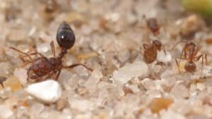 Extermination de fourmis