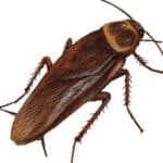 Illustration de la blatte américaine