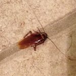 Blatte germanique sur le sol