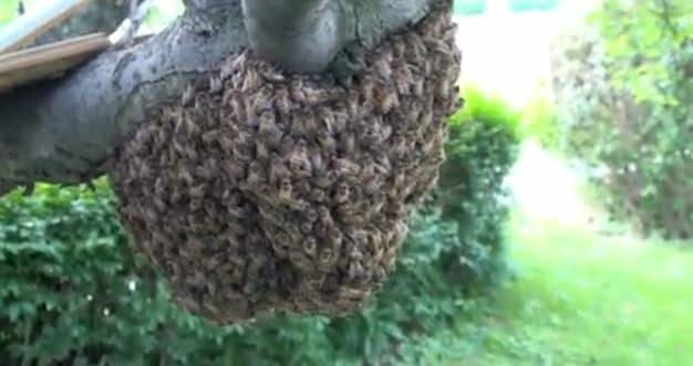 Essaim d'abeilles sur arbre