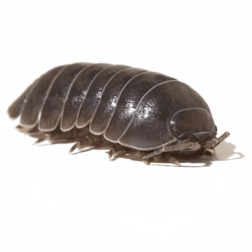 Extermination Cloporte Cloporte Maison (insecte en boule) ABPE — free download