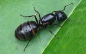 fourmis charpentiere