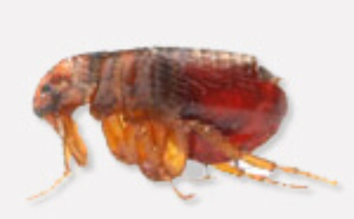Puces Et Traitement Anti Puces Par Exterminateur Entomologiste