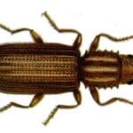 cucujides dentele du grains