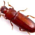 Le tribolium de farine