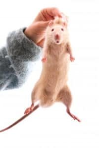 Votre Exterminateur Rat sait comment éliminer 