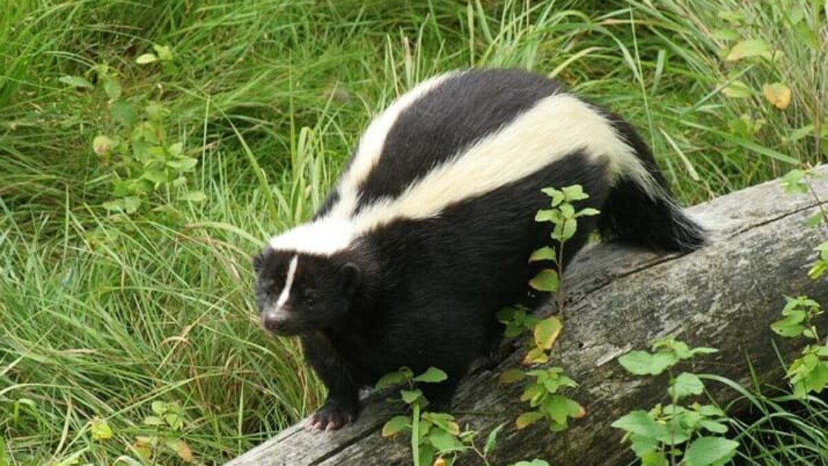 Extermination Moufette Infos Exterminateur Moufette Montreal Extermination Moufette Infos Exterminateur Moufette Montreal