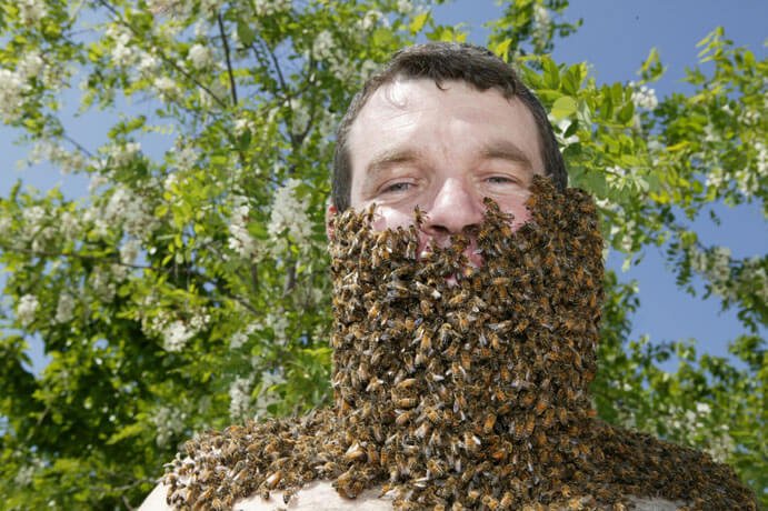 barbe d'abeille