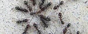 fourmis charpentière 