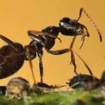 fourmis et puceron