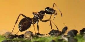 fourmis et puceron