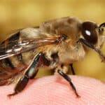 Faux Bourdon Abeille male