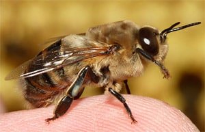 Une abeille mâle