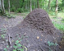 nid de fourmis dans la foret