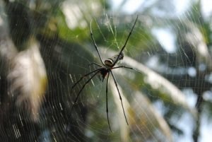 Une araignée dans sa toile
