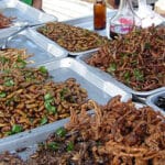 étalage d'insectes