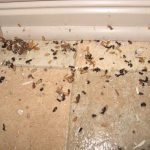 Nid de fourmis avec les oeufs