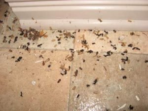 Nid de fourmis avec les oeufs