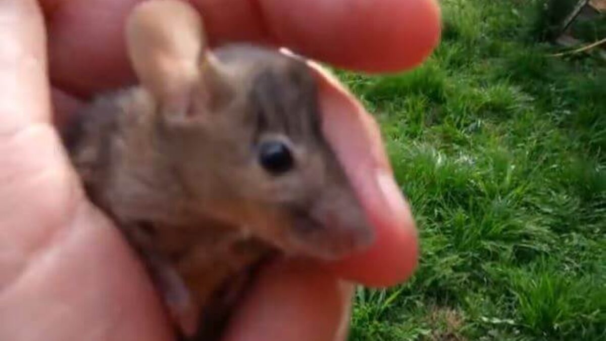 Souris Grise Sauvage La Connaitre Pour Mieux L Exterminer Abpe