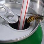 guêpe dans le soda