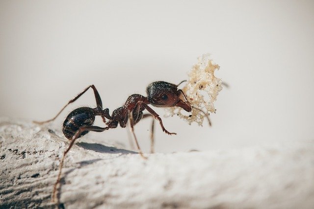 fourmis les plus communes au Québec