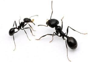 fourmis moissonneuses