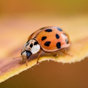 coccinelle asiatique