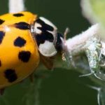 coccinelle asiatique