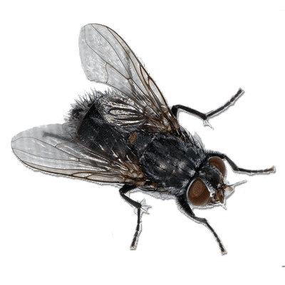 Comment se débarrasser efficacement des mouches ?
