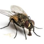 mouche domestique