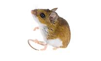 Exterminateur souris