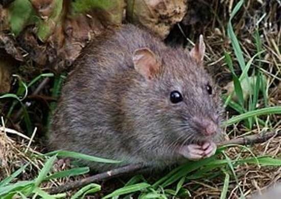 Surmulot - Rat brun - Rat d'égout