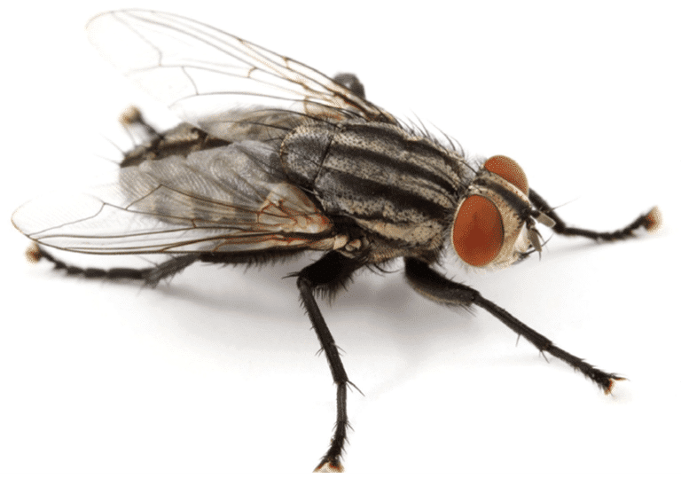 Insectes en Hiver Mouche et Hiver Où sont les mouches en Hiver — free download