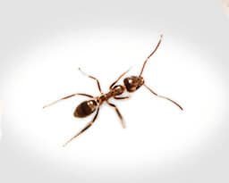 argentine-ants