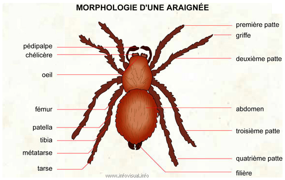 description araignée