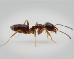 odorous-house-ants