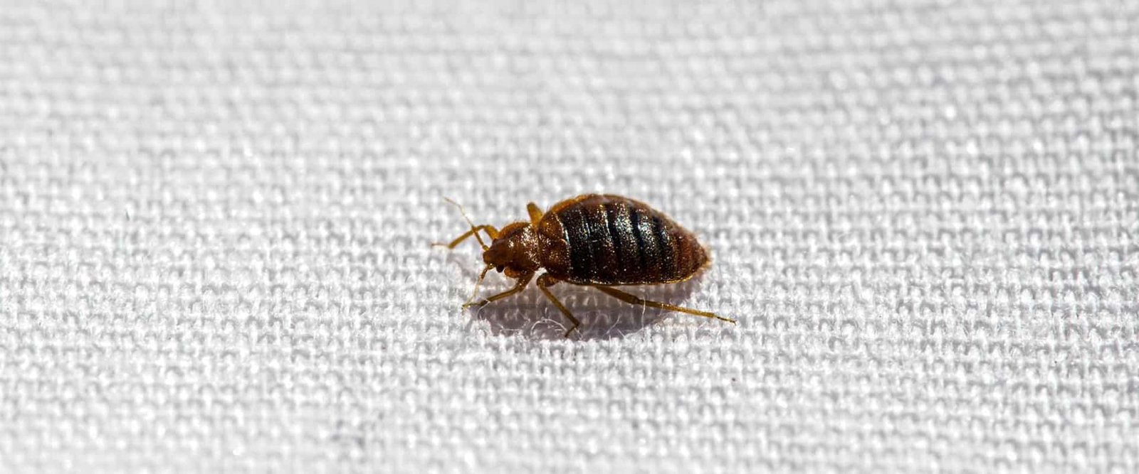 bedbug