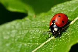 Se débarrasser de la coccinelles
