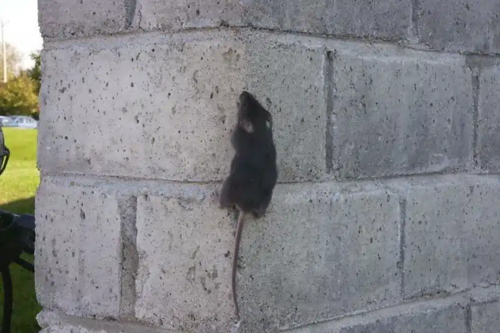 Souris grimpant le long d'un mur de briques