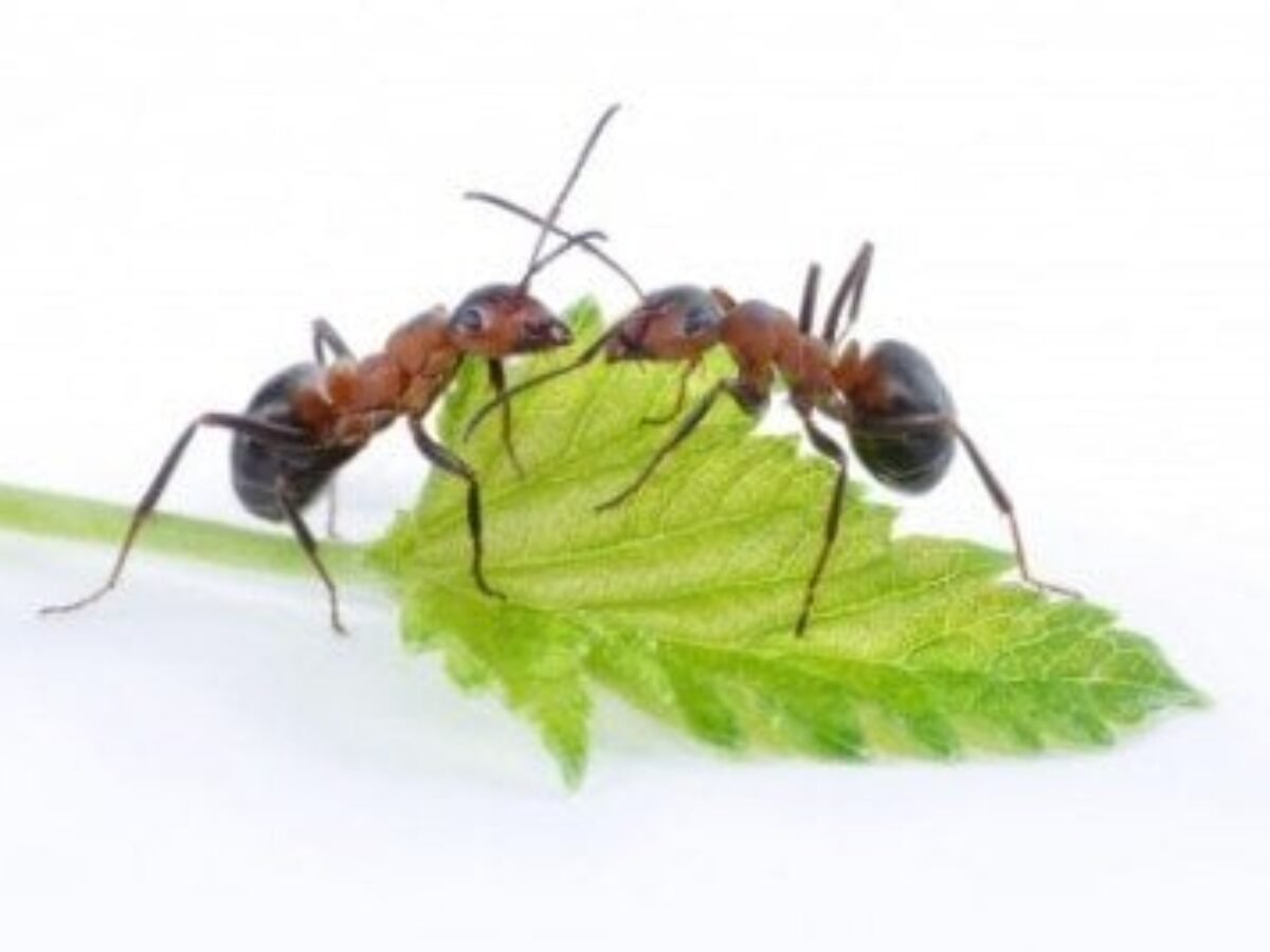 Infestation de fourmis (Petite fourmi noire) dans la maison | ABPE